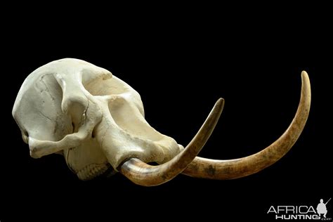 african elephant skull replica replica elephant skull nature-watchnature-watch|African Elephant Skull Replica .